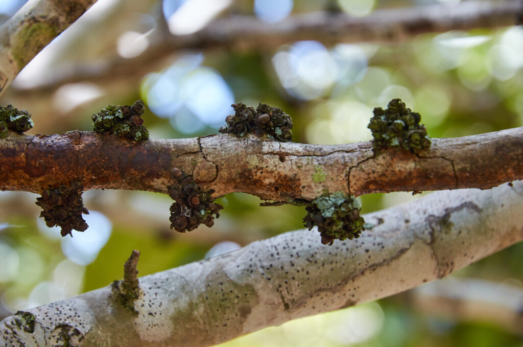 Diospyros egrettarum - Maurice