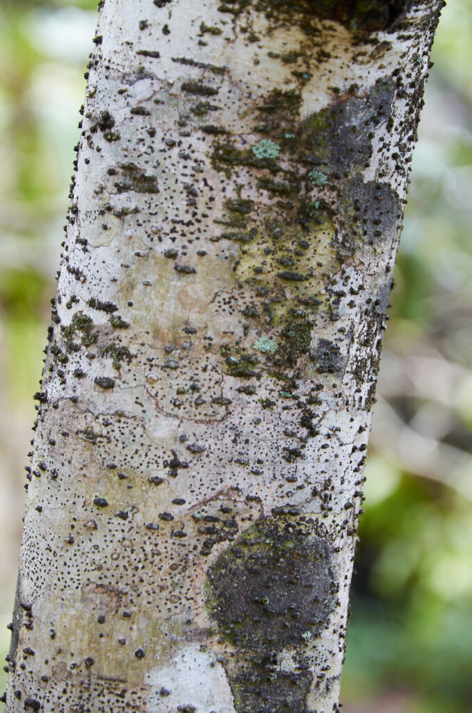Diospyros egrettarum - Maurice