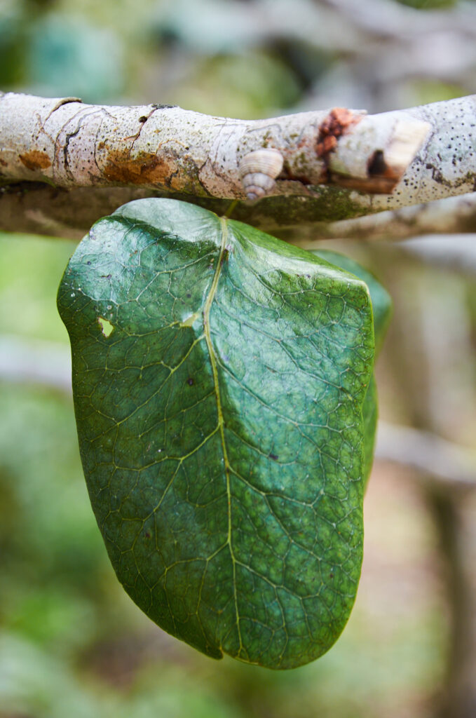 Diospyros egrettarum - Maurice