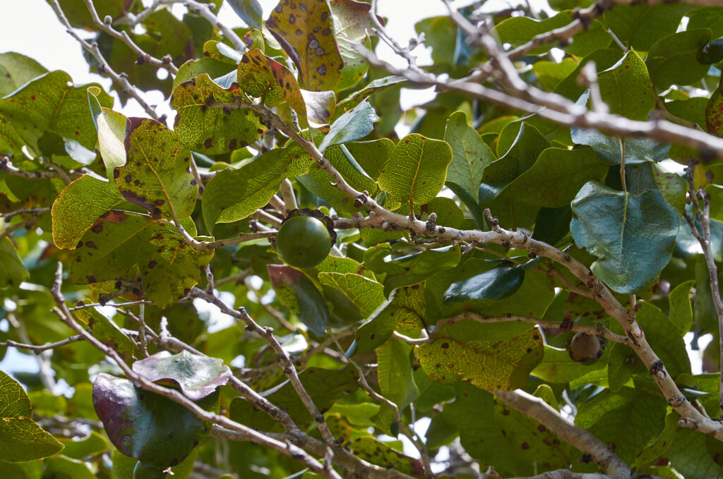 Diospyros egrettarum - Maurice