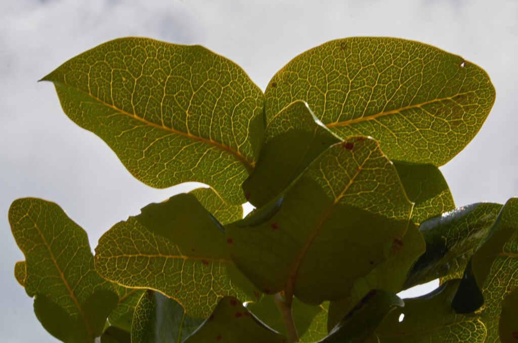 Diospyros egrettarum - Maurice