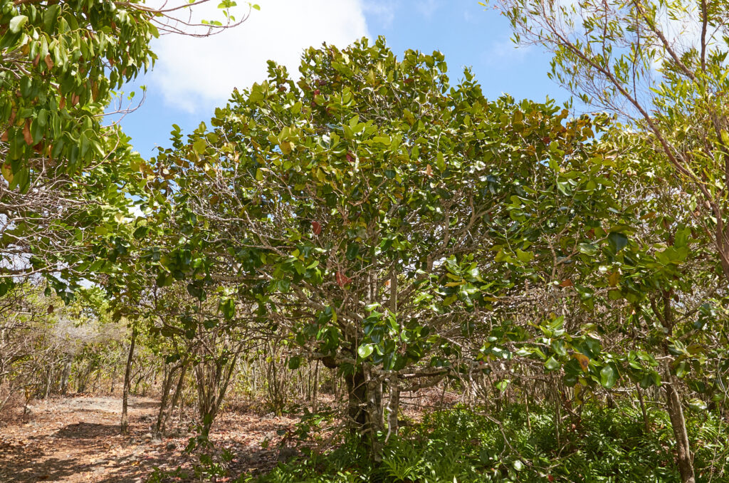 Diospyros egrettarum - Maurice