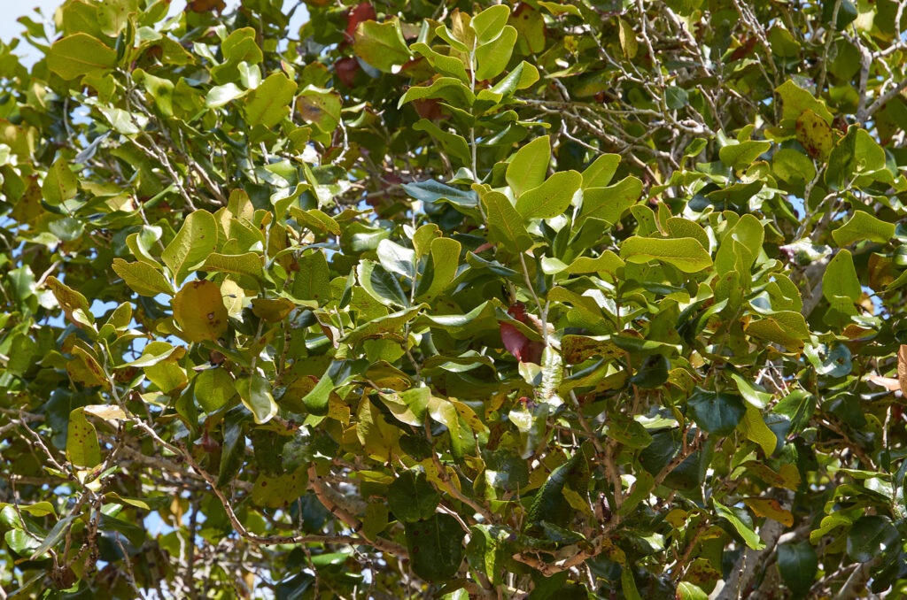 Diospyros egrettarum - Maurice