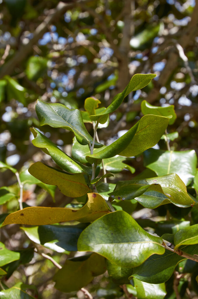 Diospyros egrettarum - Maurice