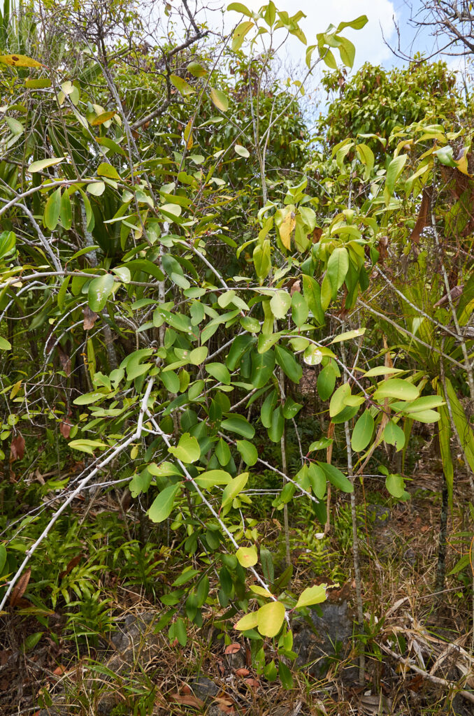 Gymnosporia pyria - Maurice