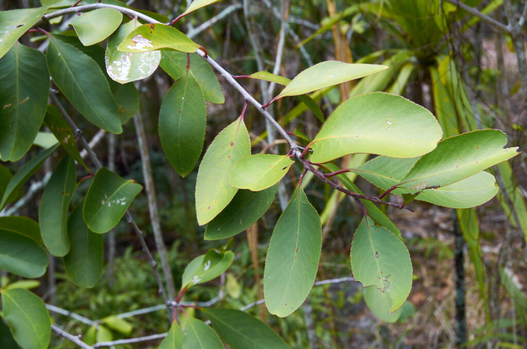 Gymnosporia pyria - Maurice