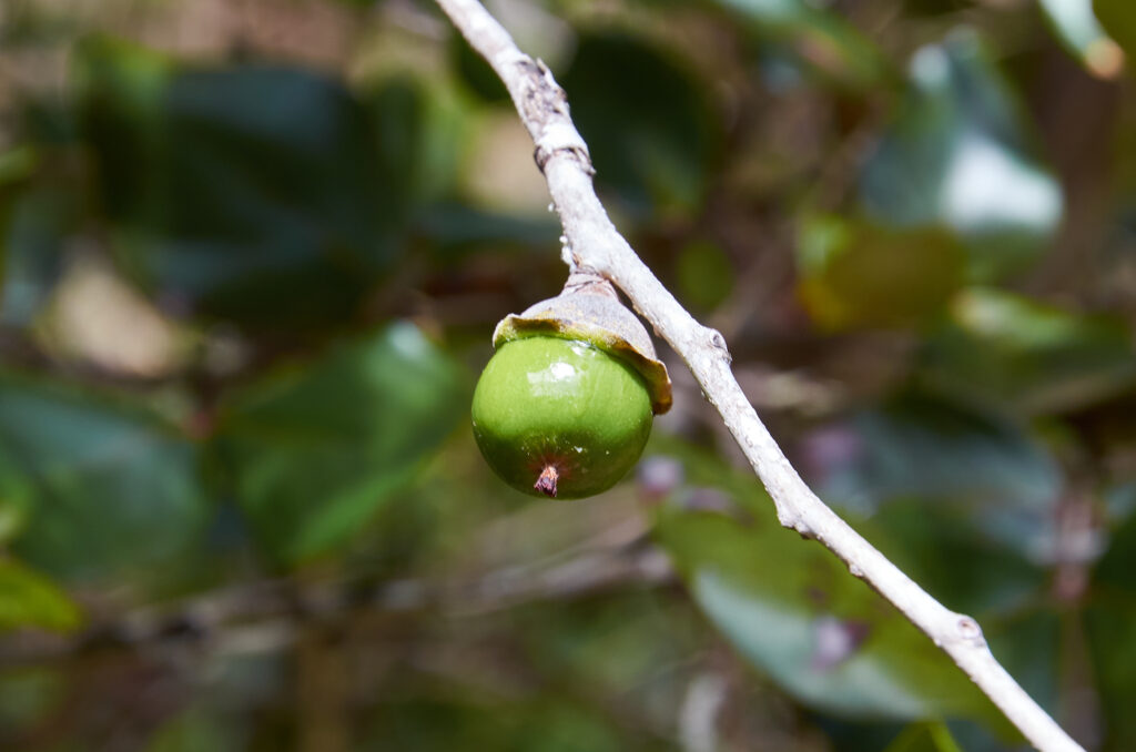 Diospyros egrettarum - Maurice