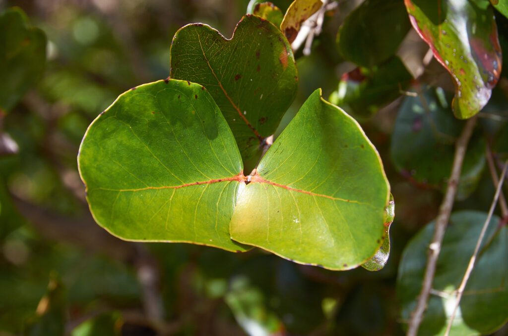 Eugenia lucida - Maurice