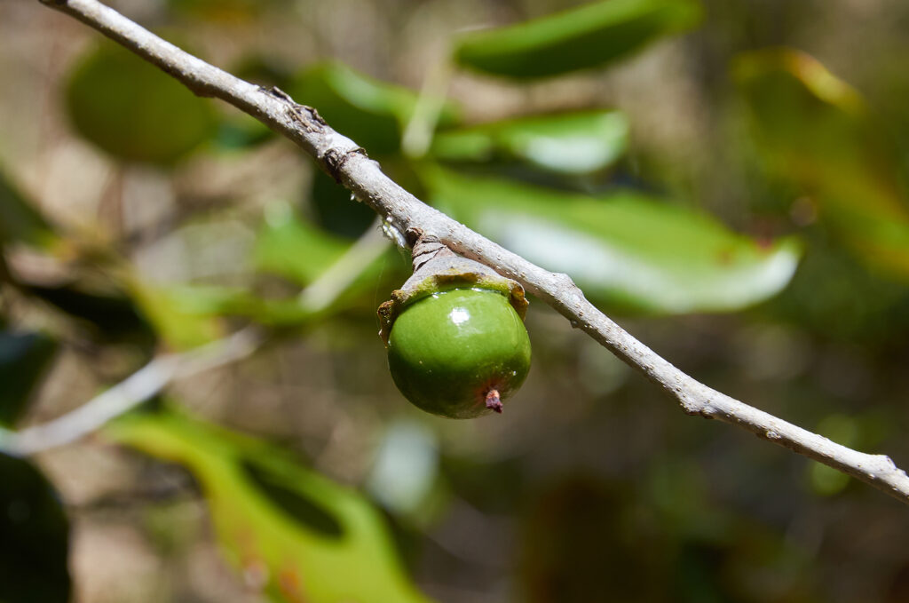 Diospyros egrettarum - Maurice