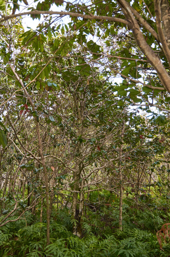 Diospyros egrettarum - Maurice