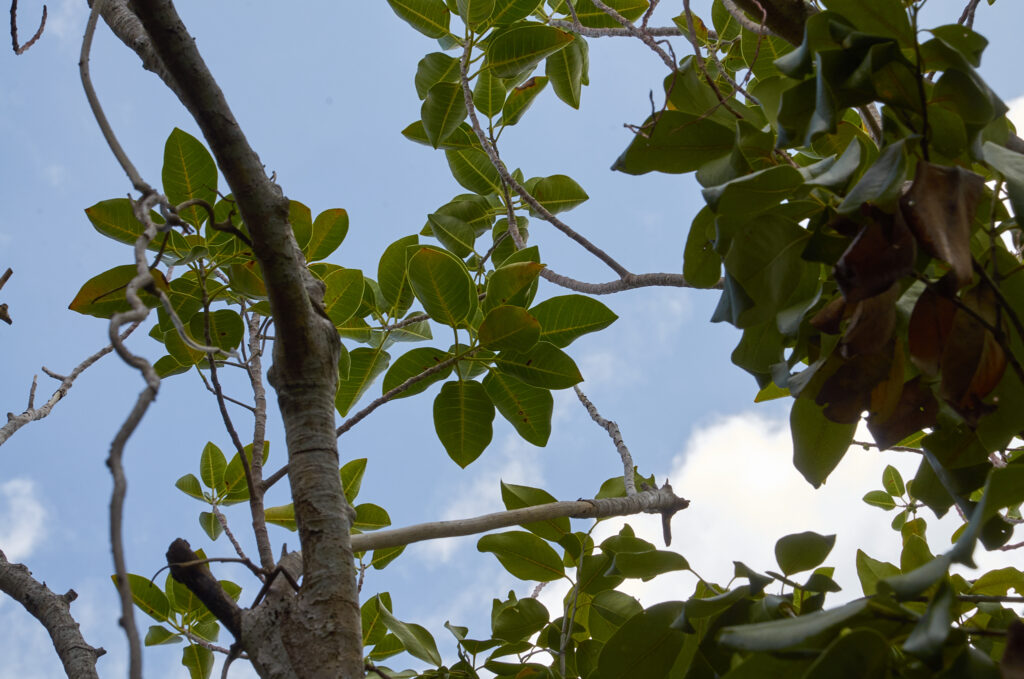 Ficus rubra - Maurice