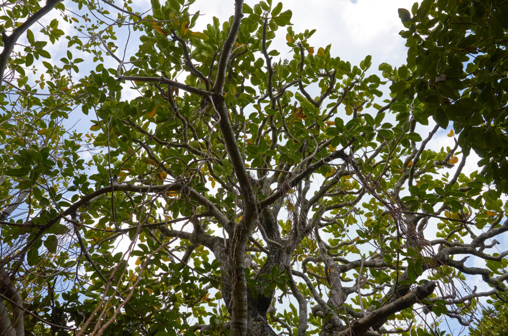 Polyscias maraisiana - Maurice