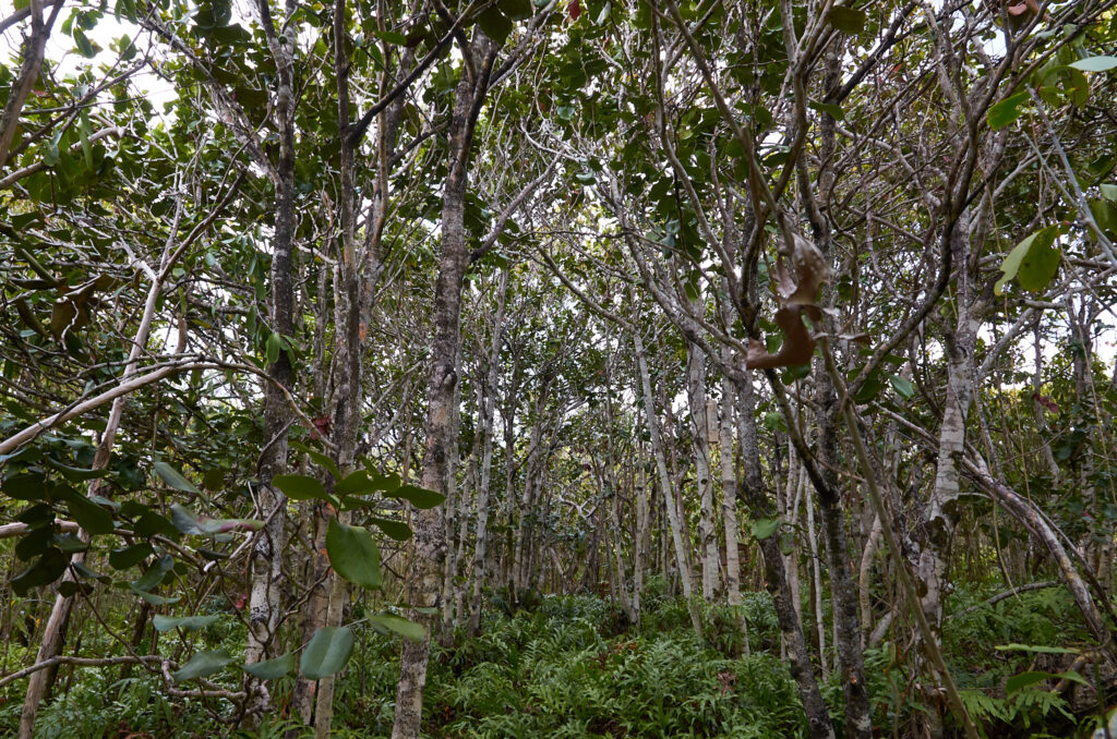 Diospyros egrettarum - Maurice