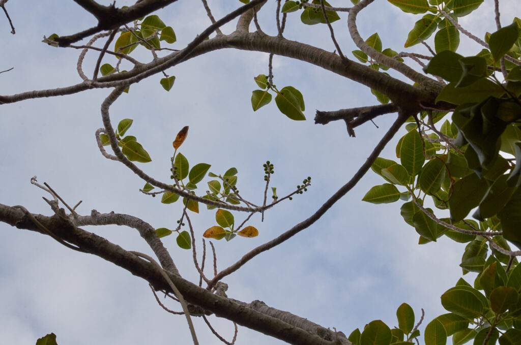 Ficus rubra - Maurice