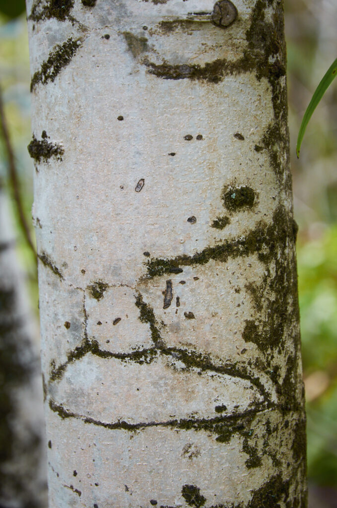 Diospyros egrettarum - Maurice