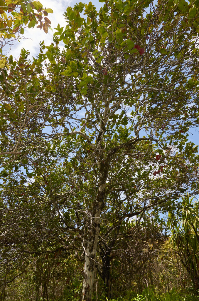 Diospyros egrettarum - Maurice