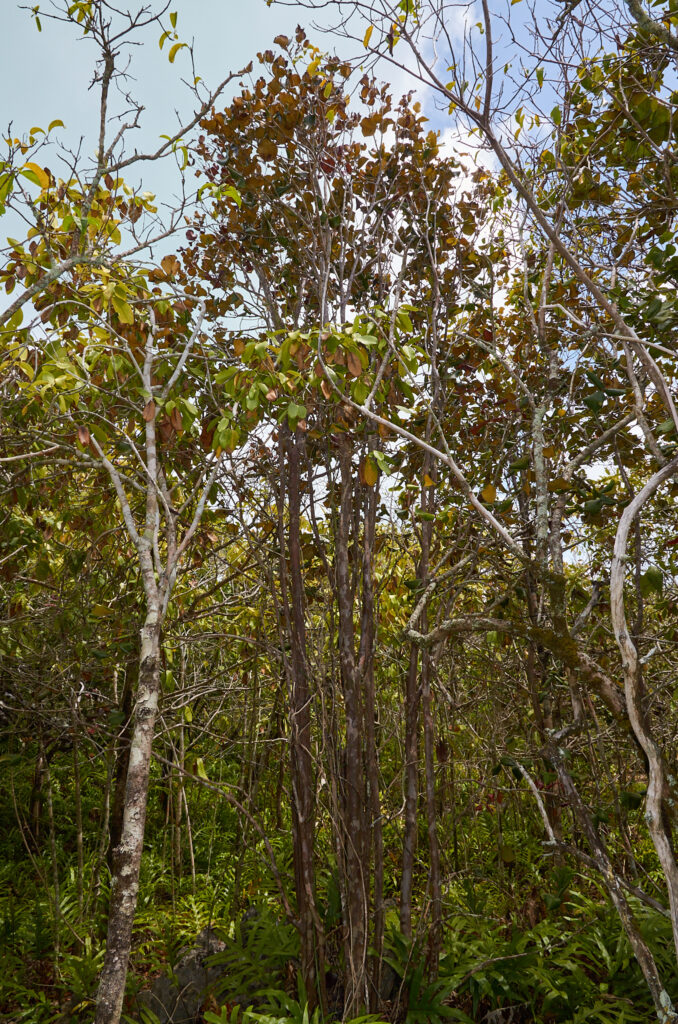 Eugenia lucida - Maurice