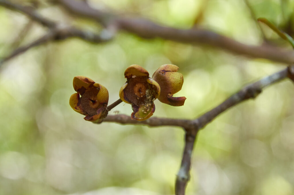 Eugenia lucida - Maurice