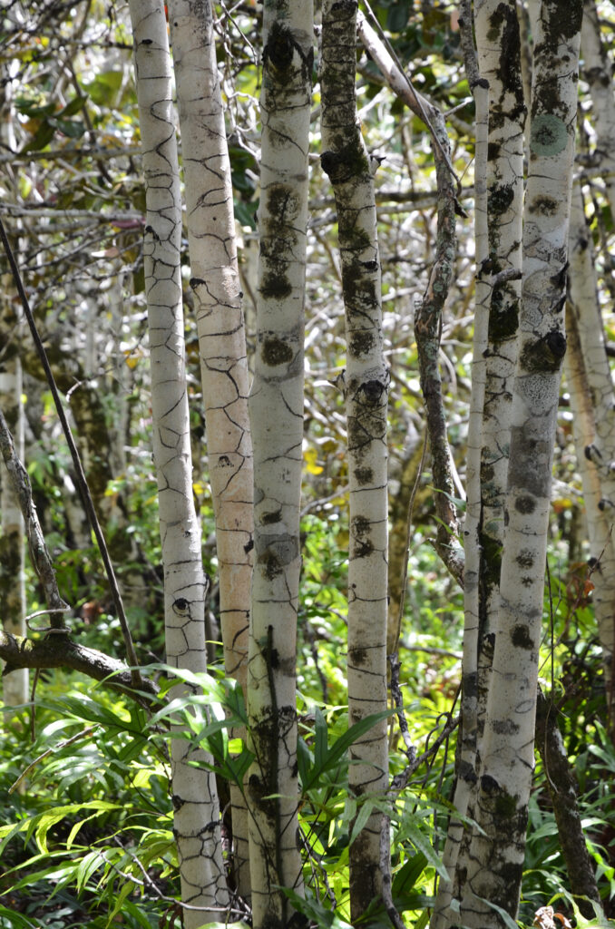 Diospyros egrettarum - Maurice