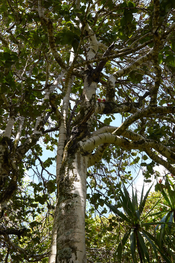 Diospyros egrettarum - Maurice