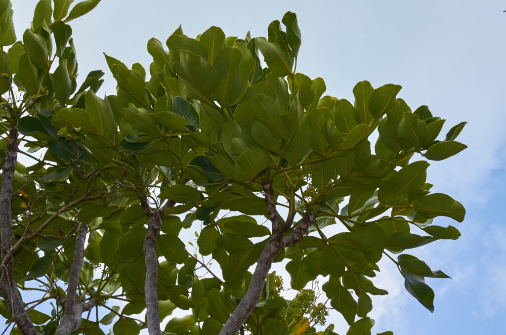 Polyscias maraisiana - Maurice
