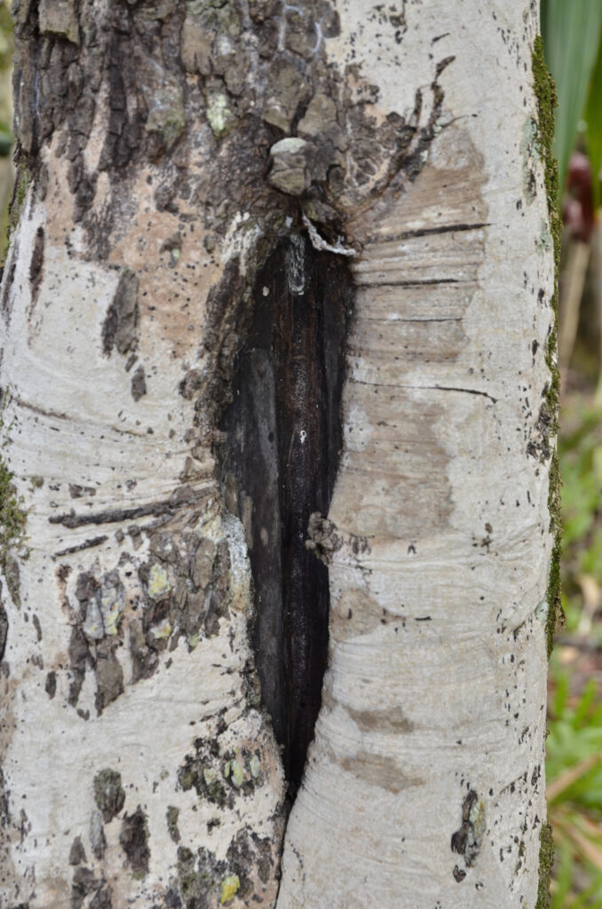 Diospyros egrettarum - Maurice