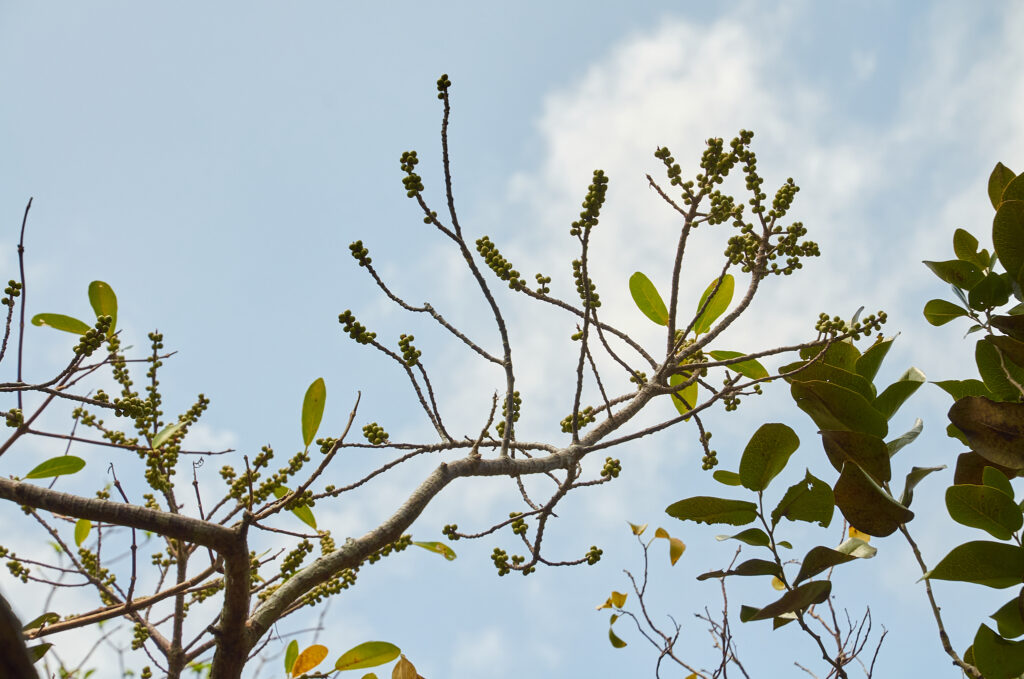 Ficus reflexa - Maurice