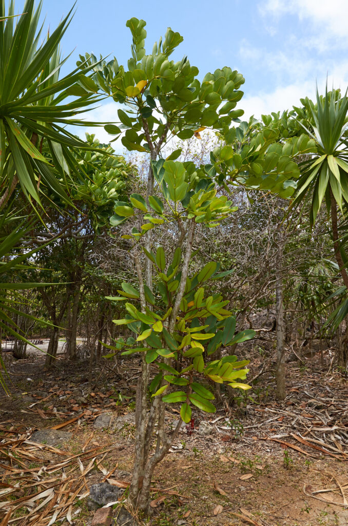 Polyscias maraisiana - Maurice