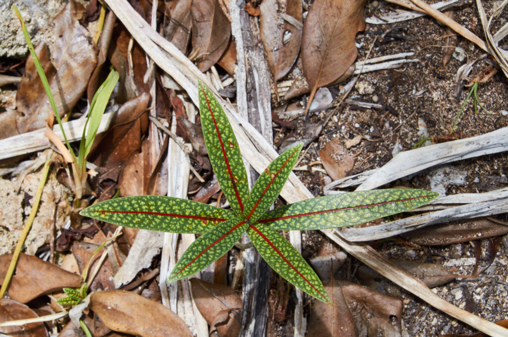 Coptosperma borbonicum - Maurice