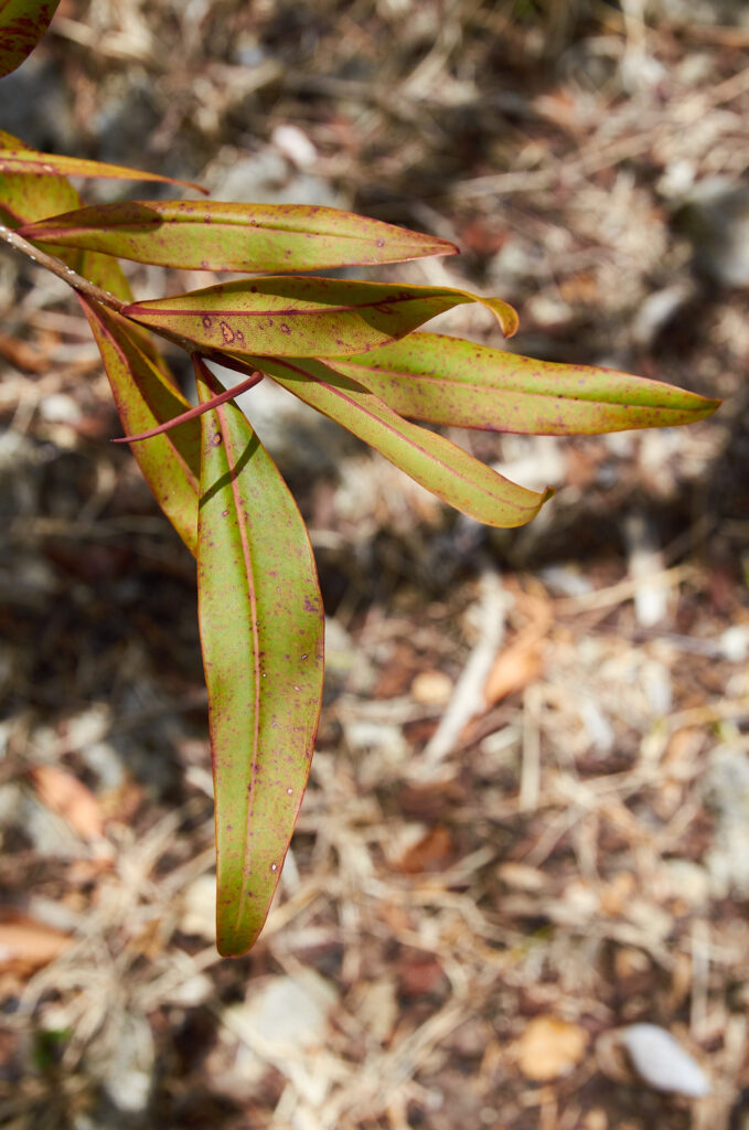Foetidia mauritiana - Maurice