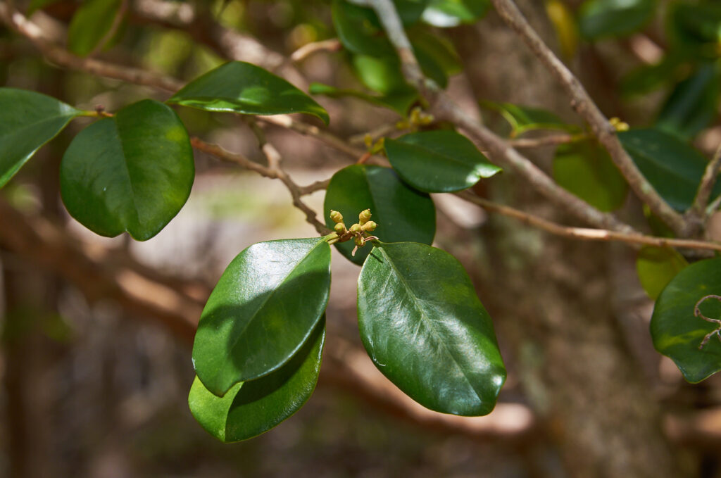 Turraea thouarsiana - Maurice