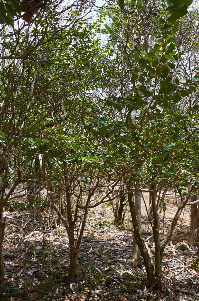 Turraea thouarsiana - Maurice