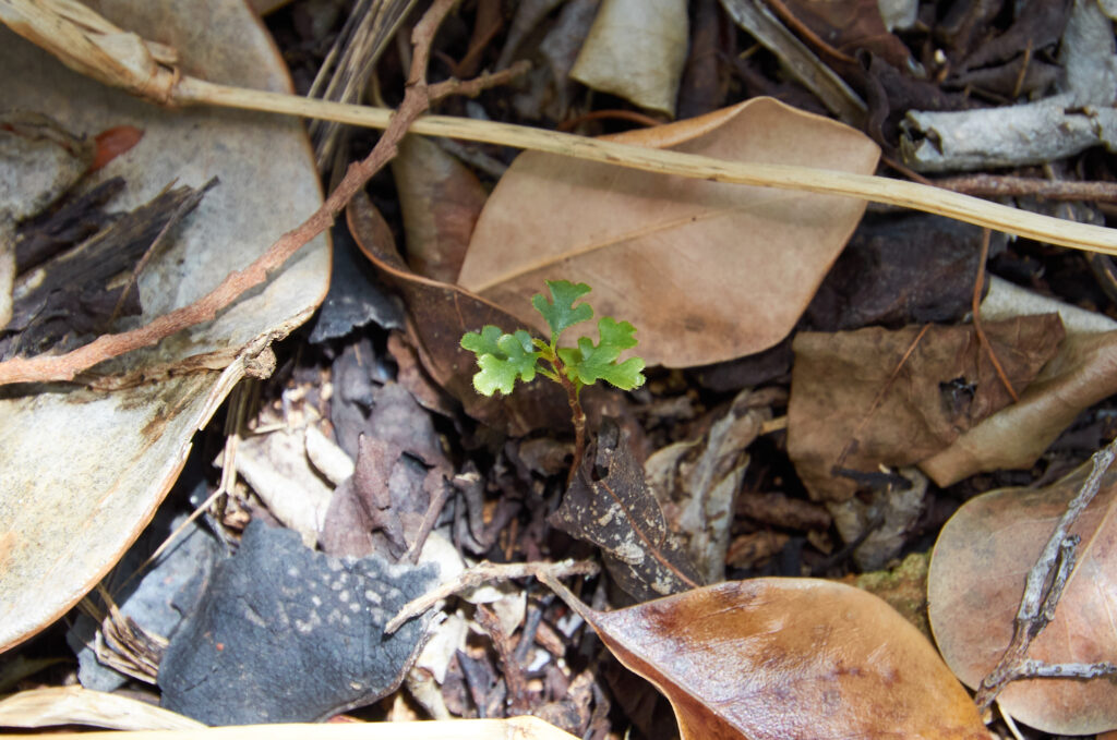 Turraea thouarsiana - Maurice