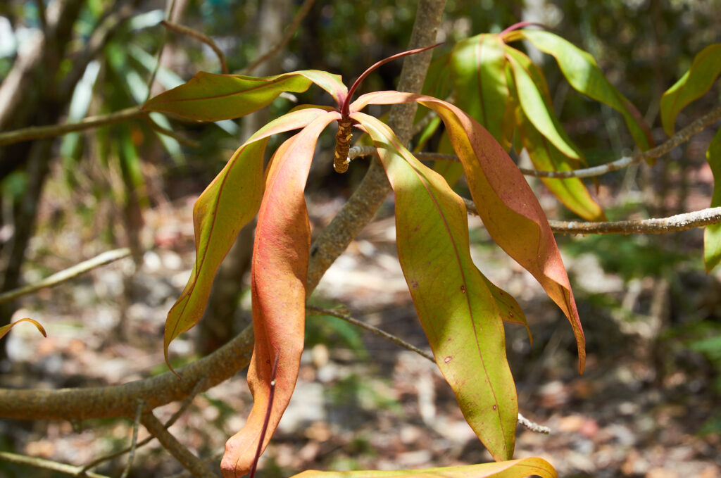 Foetidia mauritiana - Maurice