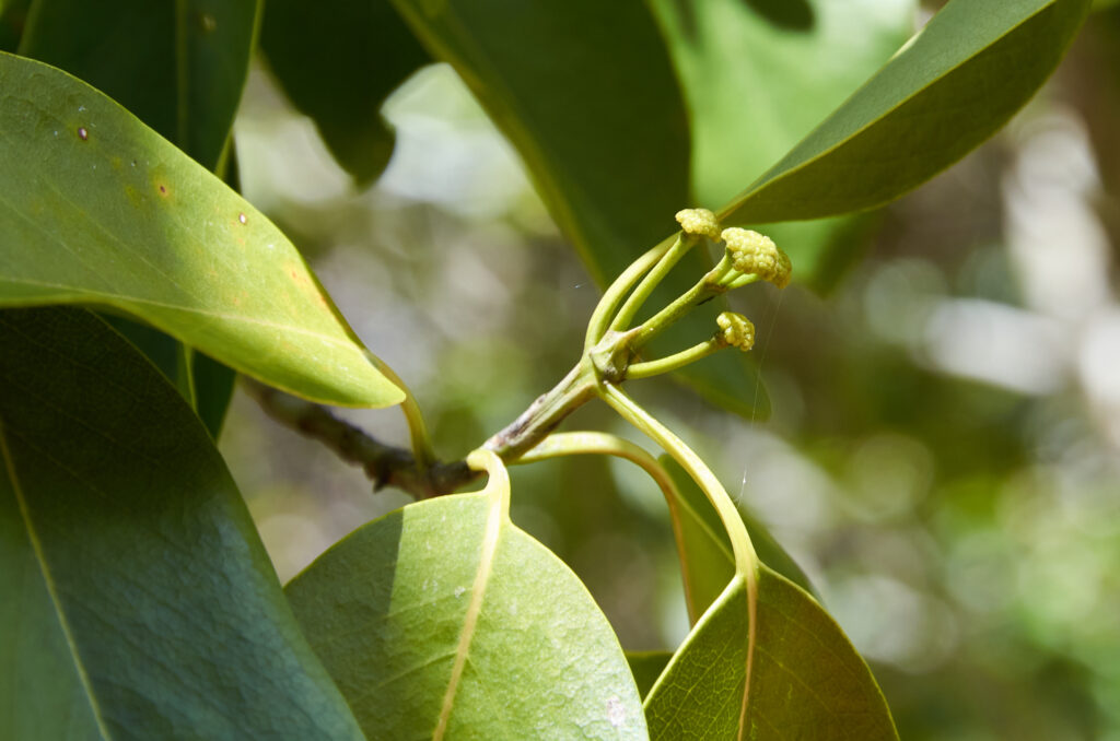 Coptosperma borbonicum - Maurice