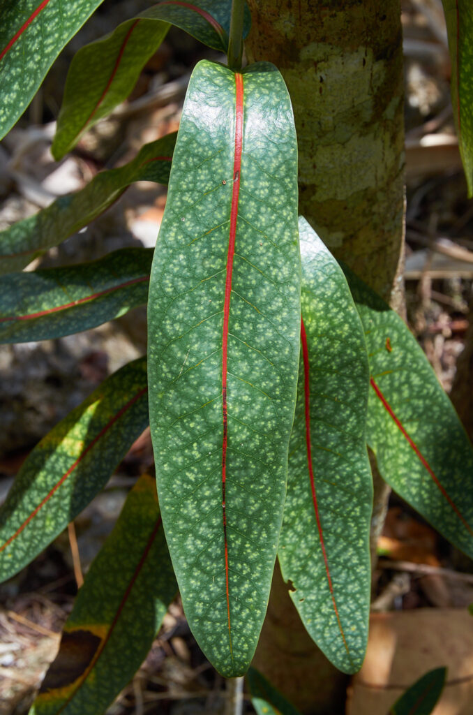 Coptosperma borbonicum - Maurice