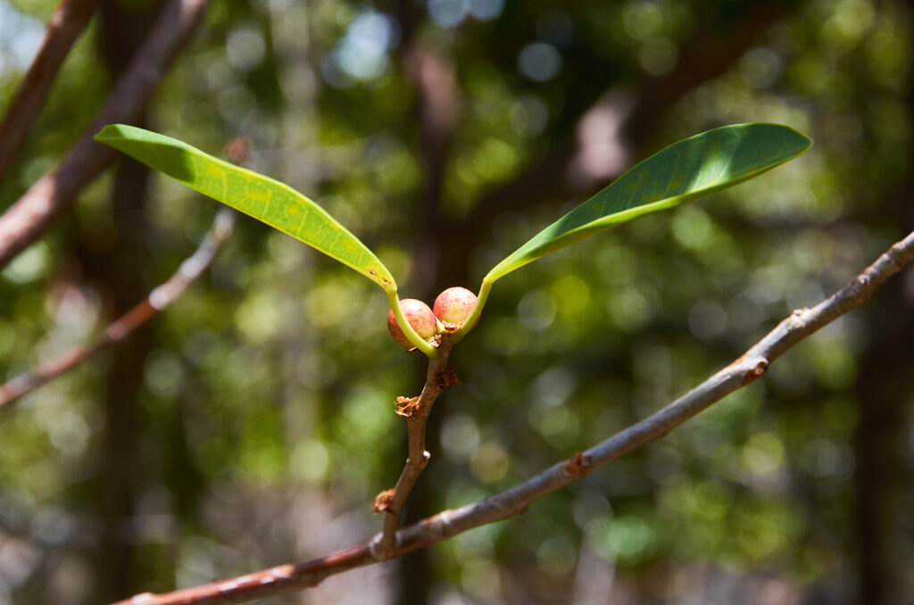 Ficus reflexa - Maurice