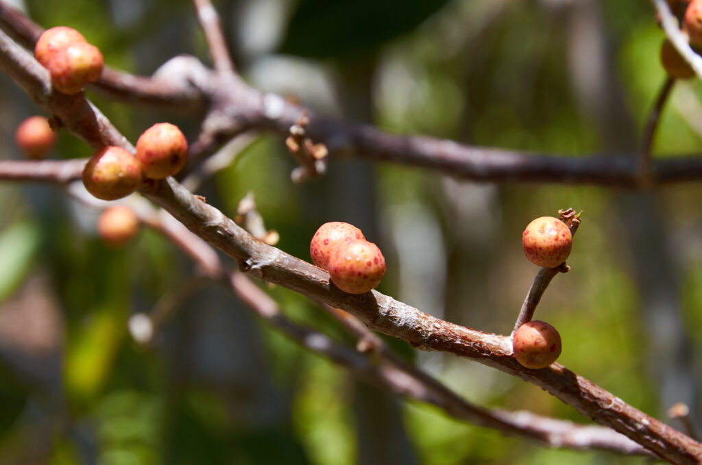 Ficus reflexa - Maurice