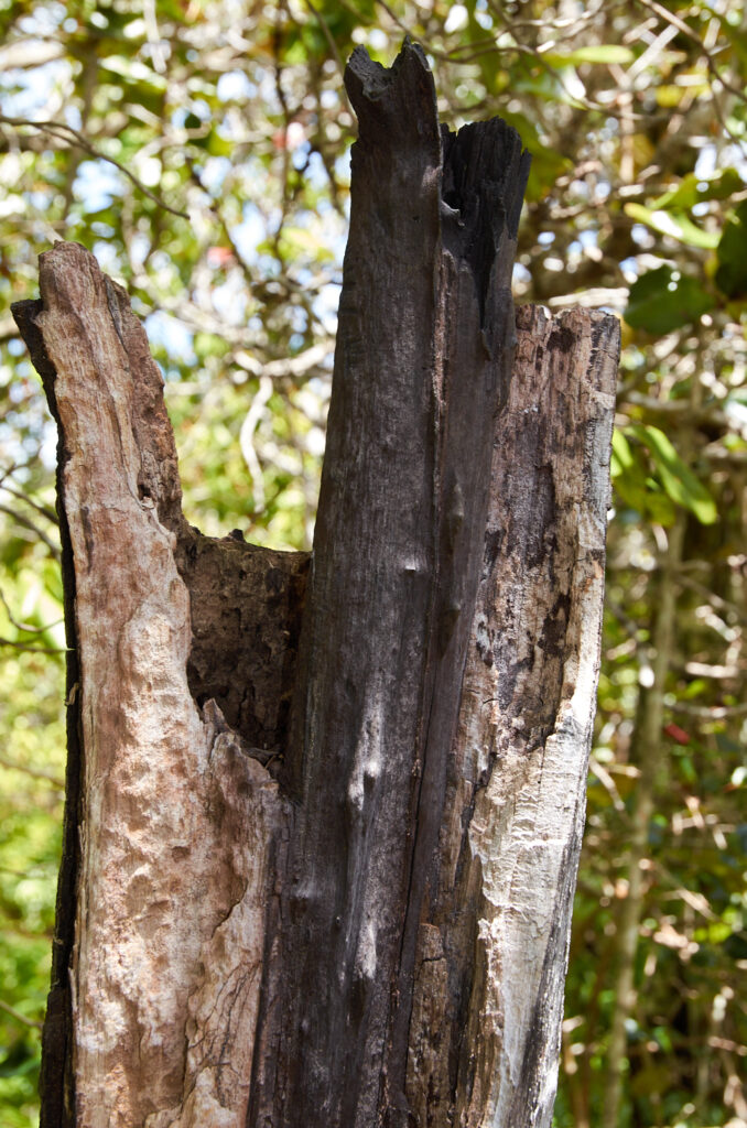 Diospyros egrettarum - Maurice