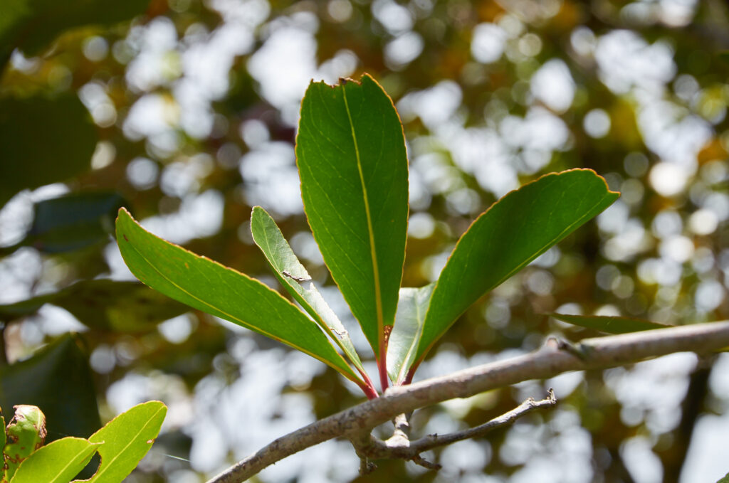 Gymnosporia pyria - Maurice