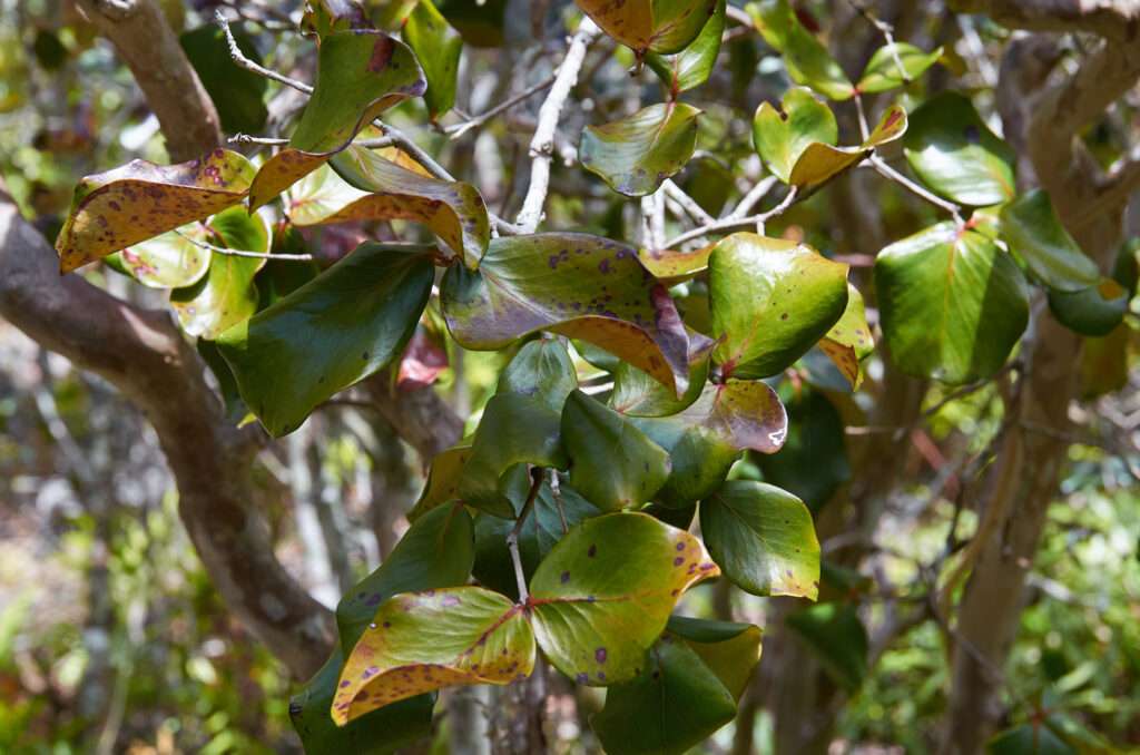 Eugenia lucida - Maurice