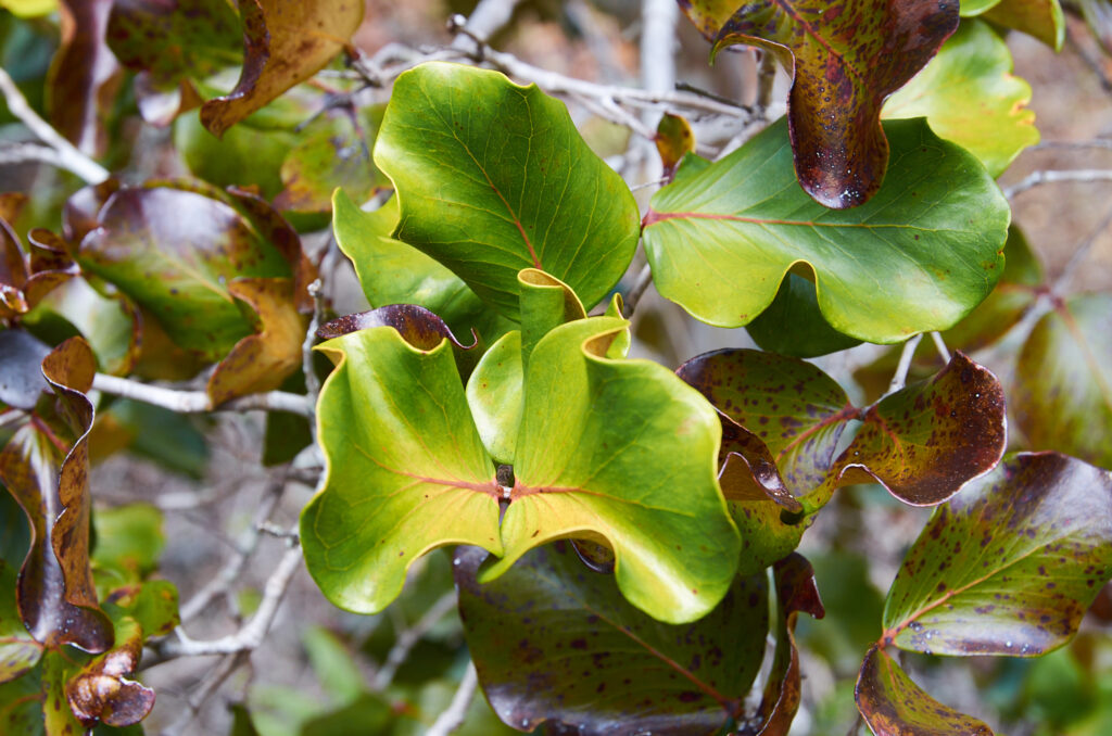 Eugenia lucida - Maurice