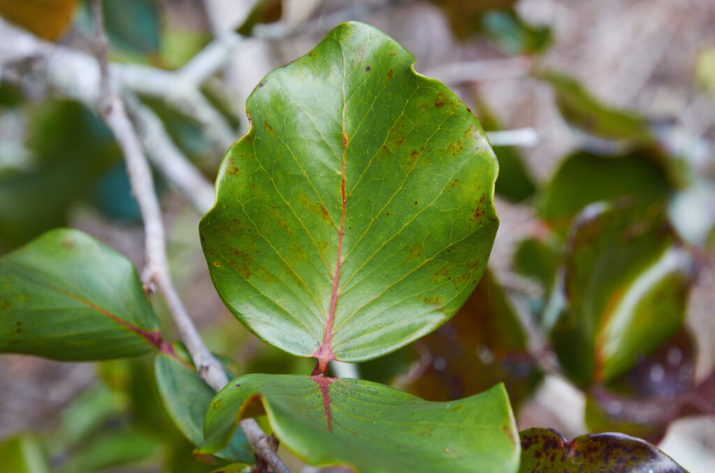 Eugenia lucida - Maurice