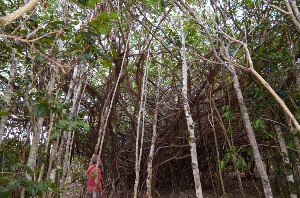 Ficus reflexa - Maurice