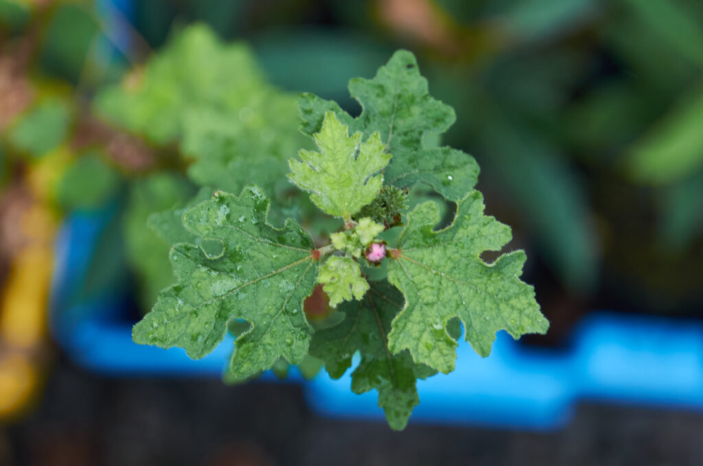 Urena lobata var. multifida - Maurice