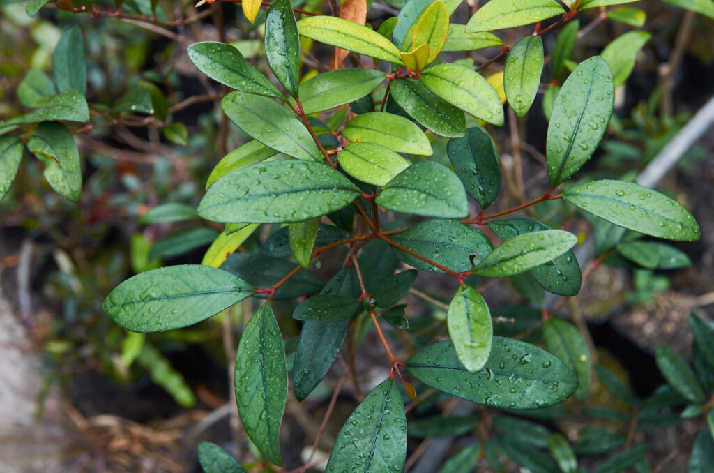 Pleurostylia leucocarpa - Maurice