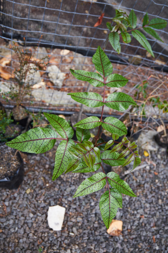 Poupartia borbonica -Maurice
