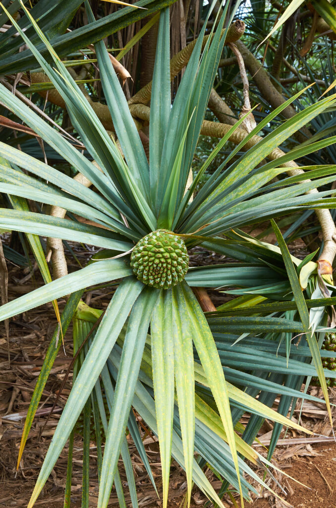 Pandanus utilis - Maurice