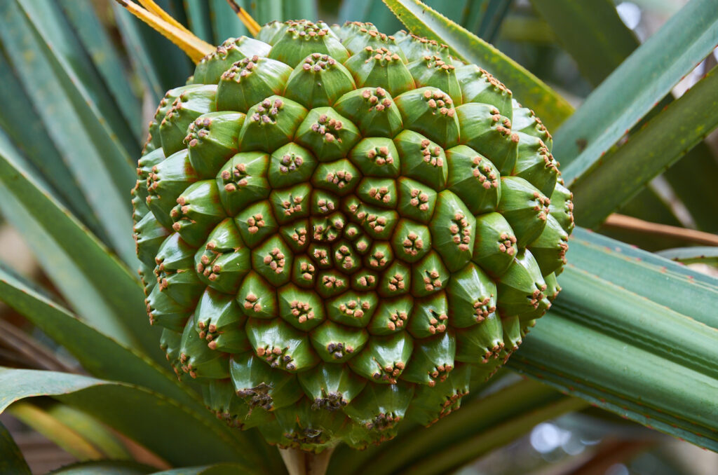 Pandanus utilis- Maurice