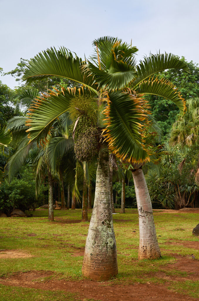 Hyophorbe lagenicaulis - Maurice